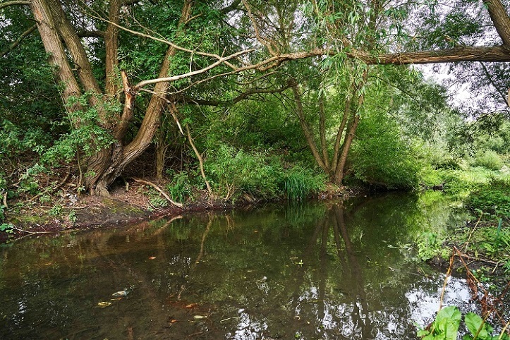 Plans include improving the habitat and access to the river at key Watford sites