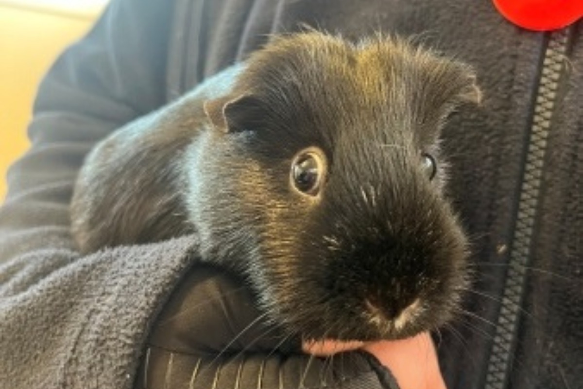 NAWT Watford pet rescue seek homes for four female guinea pigs