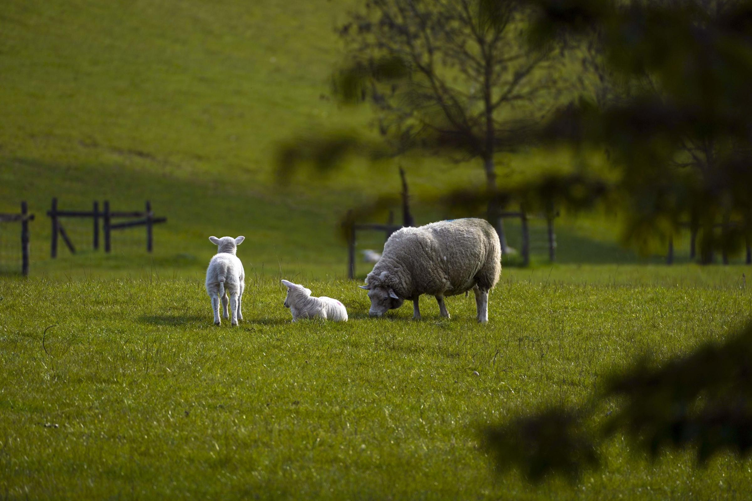 Northern Ireland MPs and peers call for rethink of agricultural inheritance tax