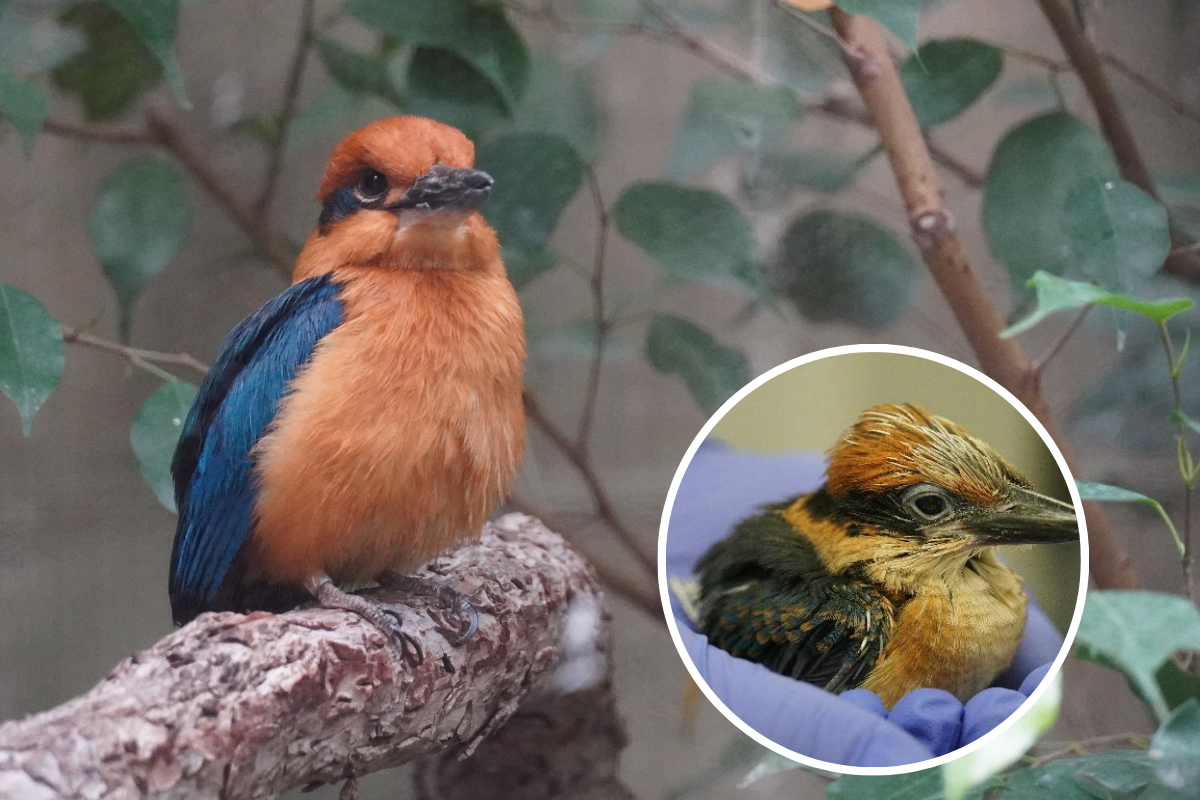 Whipsnade Zoo keeper helps release endangered birds back into the wild