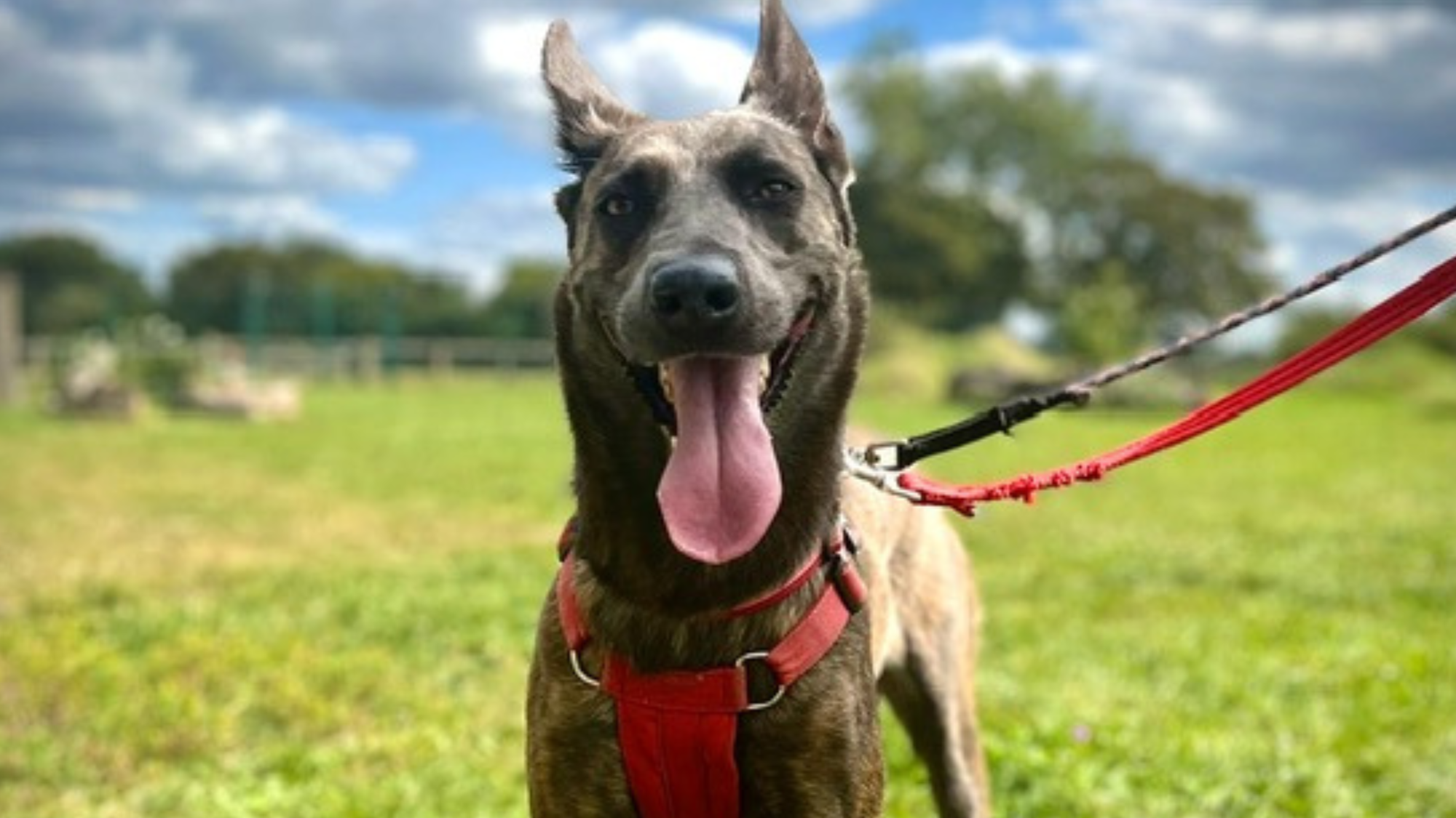 Meet the UK's "most unwanted" dog... having spent over 700 days in care