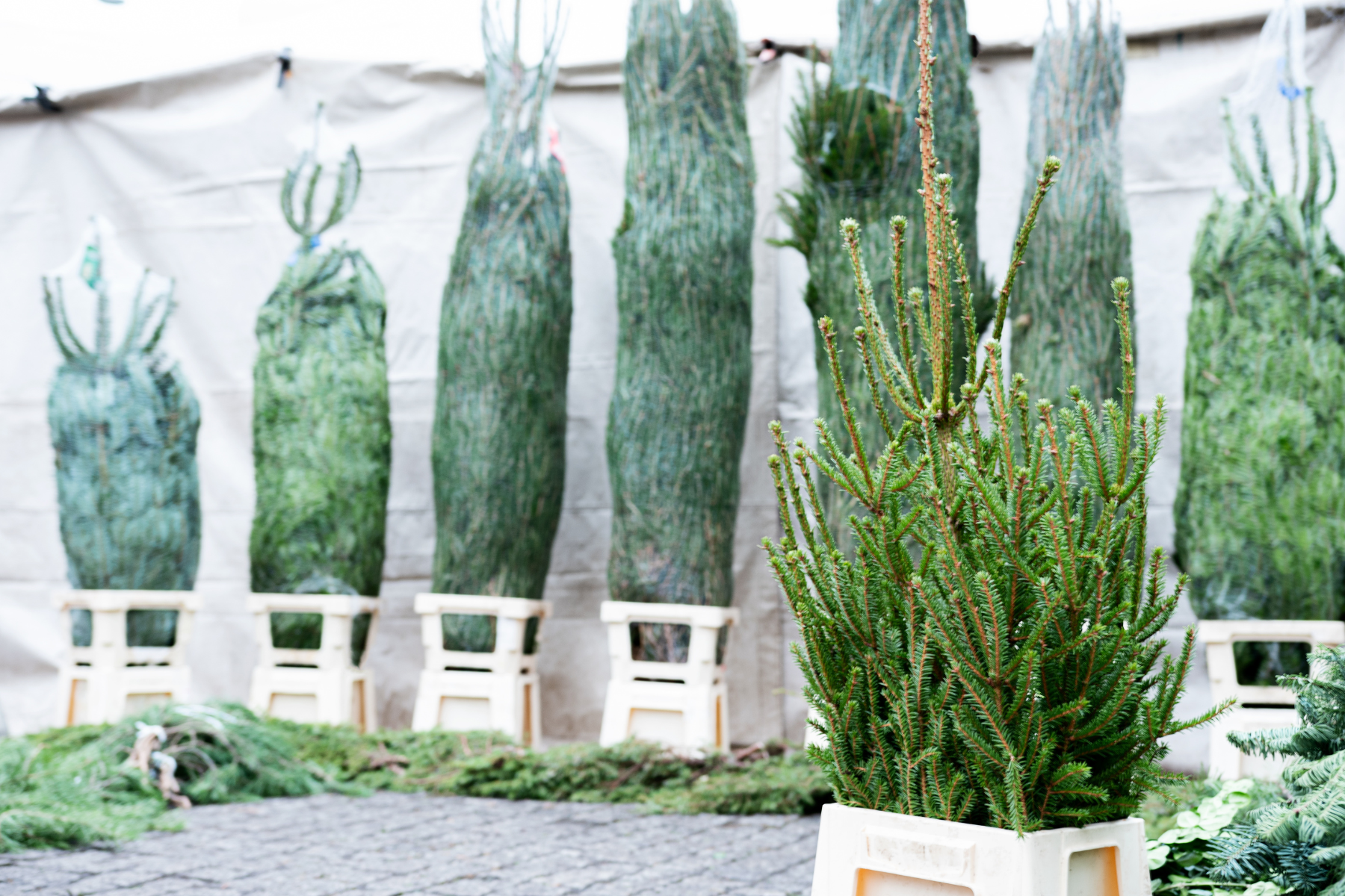 Best places to buy real Christmas trees around Watford according to locals