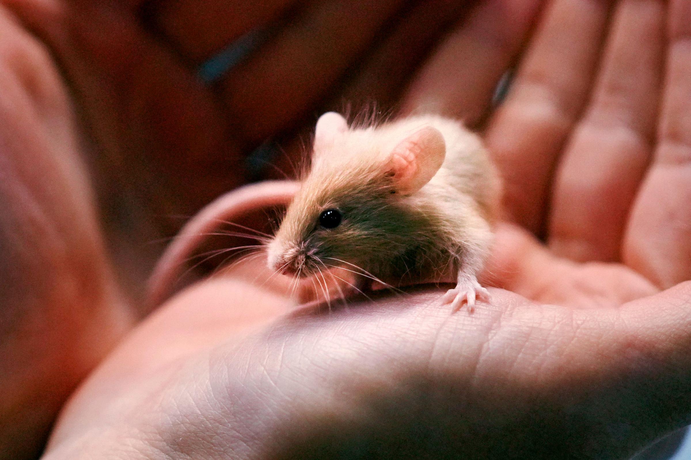 Multiplying mice give animal shelter a great big headache